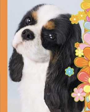 Aquinnahs Winter Solstice | Cavalier King Charles Spaniel 