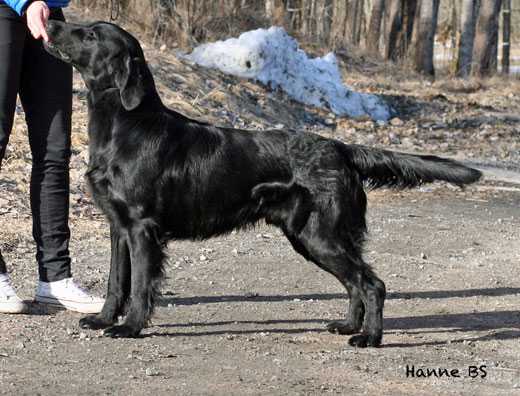 COMICS FRENCH KISS | Flat-Coated Retriever 