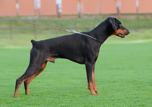 Harras Haico Alary Aslar | Black Doberman Pinscher