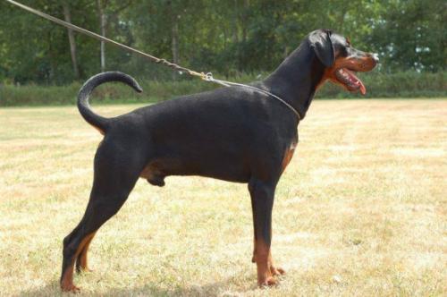 Doncamillo v. Burgenland | Black Doberman Pinscher