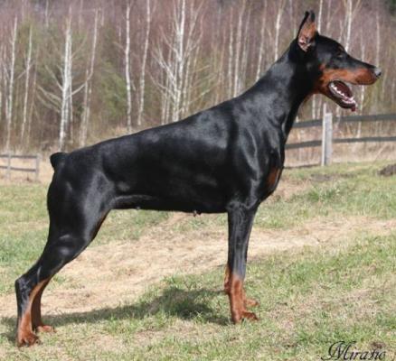 Dea Darielle Miratio | Black Doberman Pinscher