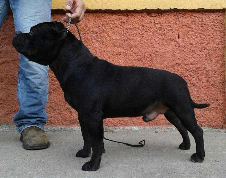 EL GRAN HOUDINI (PEQUEÑO MOLOSO) | Staffordshire Bull Terrier 