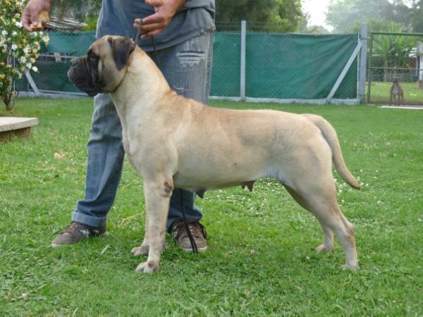 ADALYA ANTARES DEL ALBA | Bullmastiff 