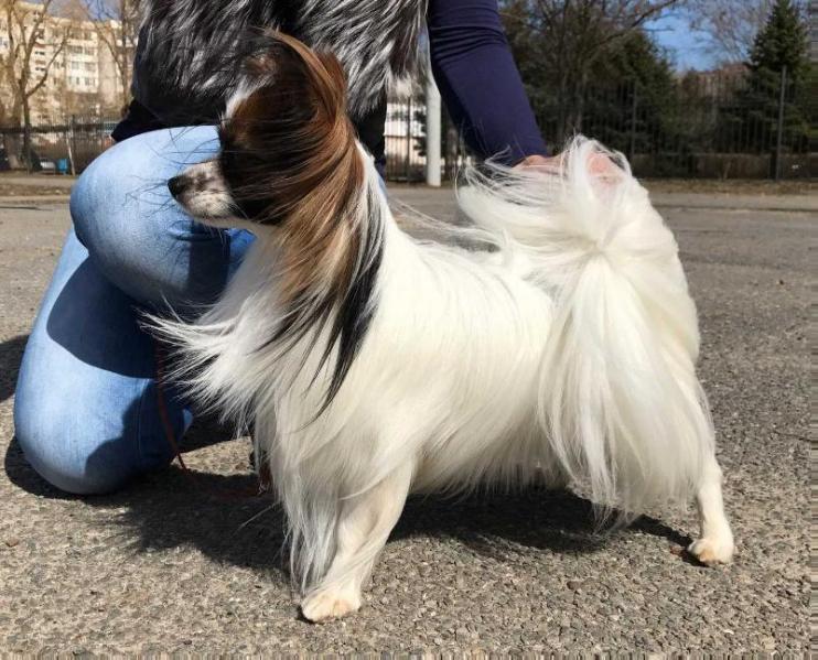 Alen ot Estrella del Sur | Papillon 