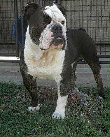 Pacific Blue's Tank | Olde English Bulldogge 