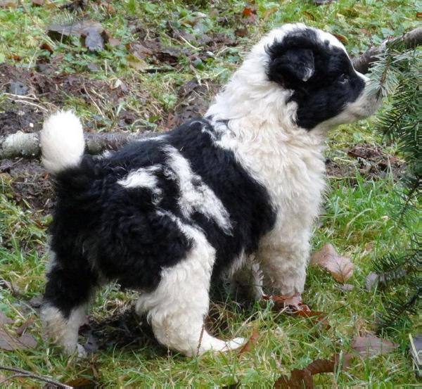 Conn Logan Madigan | Border Collie 