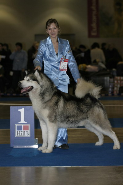 Leyu Erasik | Alaskan Malamute 