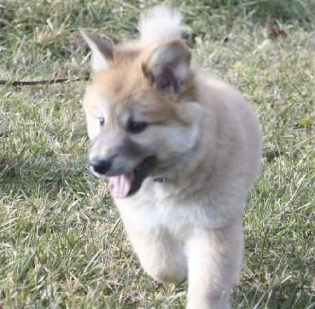 Valhalla's Don't Stop Believin' | Icelandic Sheepdog 