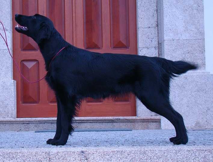 Voice From Heaven Black Brianta | Flat-Coated Retriever 