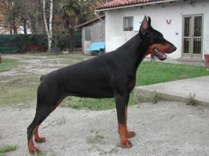 Opal de Gagnant | Black Doberman Pinscher