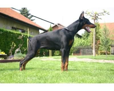 Shakira v. Neblig Feld | Black Doberman Pinscher