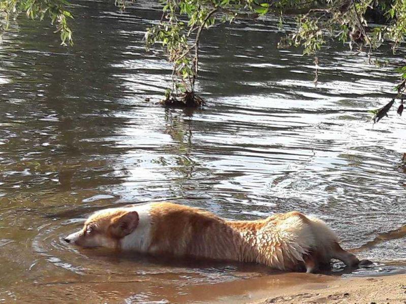 Corwen's Farmhouse Nala Vixen | Pembroke Welsh Corgi 