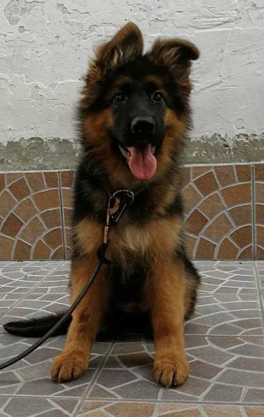 iana del Sito Reale | German Shepherd Dog 