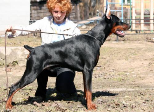 Santa Julf Nazar | Black Doberman Pinscher
