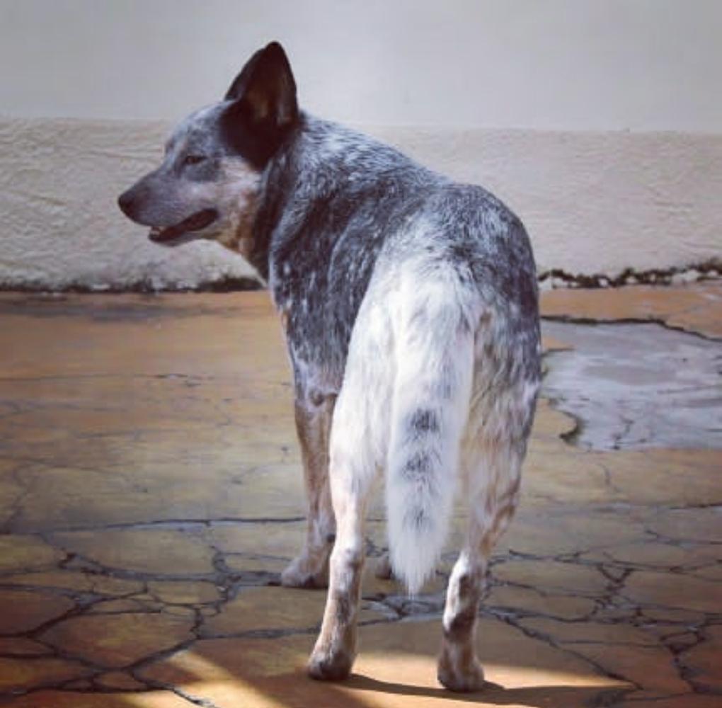 Quality Heeler Zorro | Australian Cattle Dog 