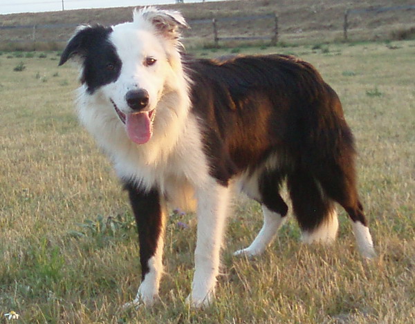 Ardak z Temného hvozdu | Border Collie 