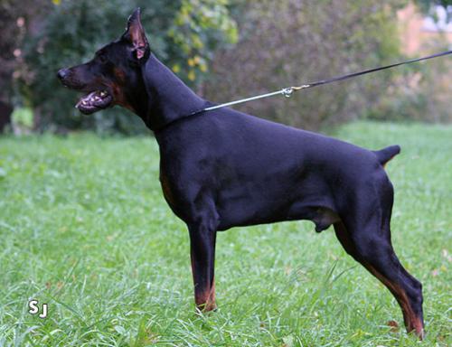 Santa Julf Nike Nero | Black Doberman Pinscher