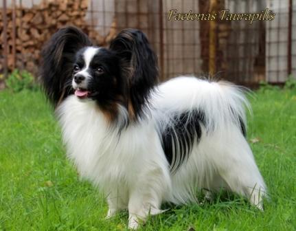 FAETONAS Taurapilis | Papillon 