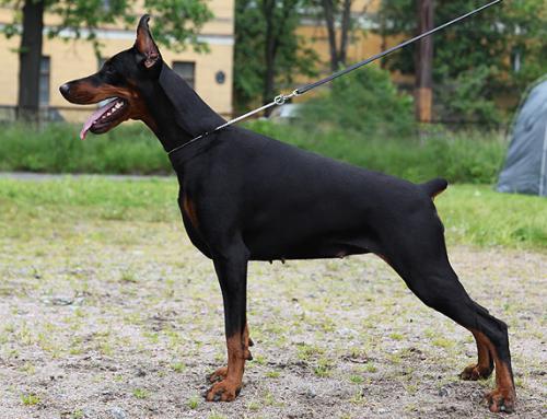 Santa Julf Nikol | Black Doberman Pinscher