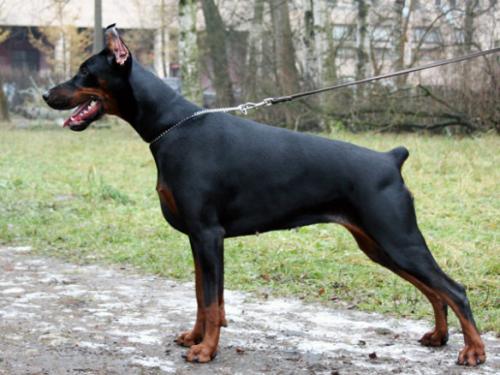 Santa Julf Nikita | Black Doberman Pinscher