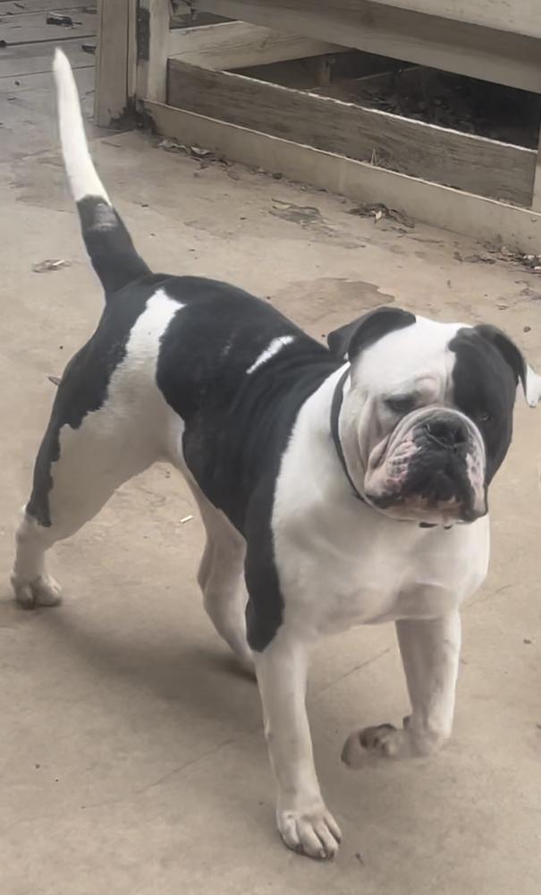 DogPound’s Harley of Lozano’s | American Bulldog 