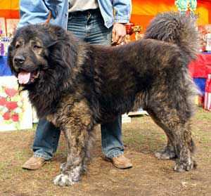 Richard | Caucasian Mountain Dog 