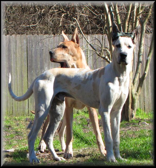 Remmington's Ranger of the Night | Great Dane 