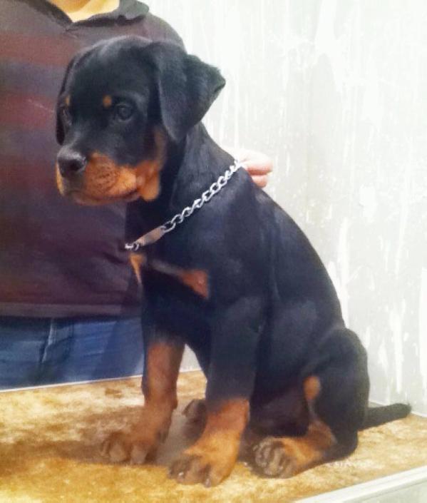 Karlos FUSADjo | Rottweiler 