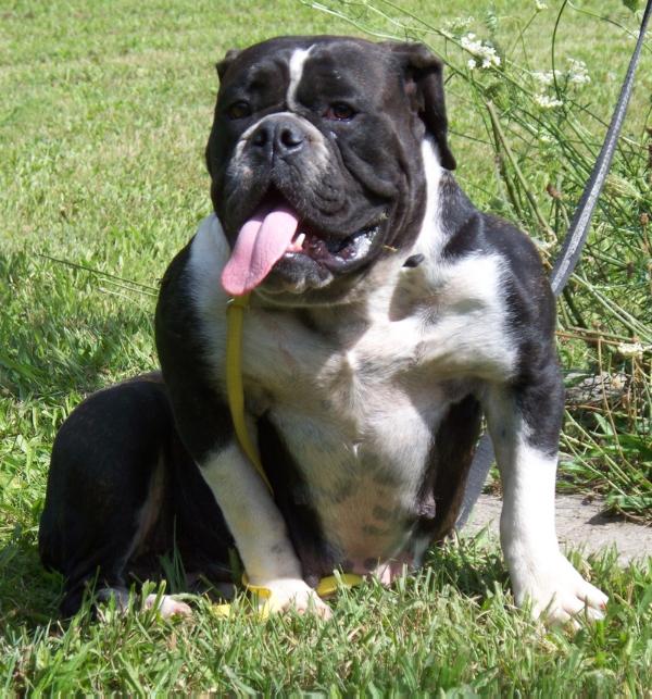 Goddogz' Tamar | Olde English Bulldogge 