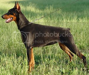 Andora of Djarmati | Black Doberman Pinscher