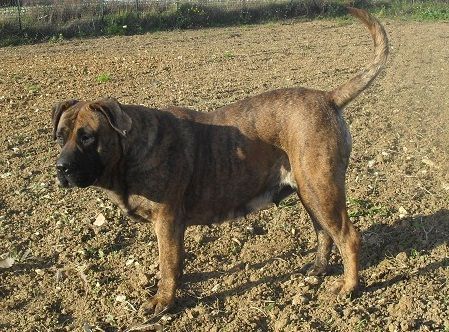 Eva de La Roue Solaire | Perro de Presa Canario 