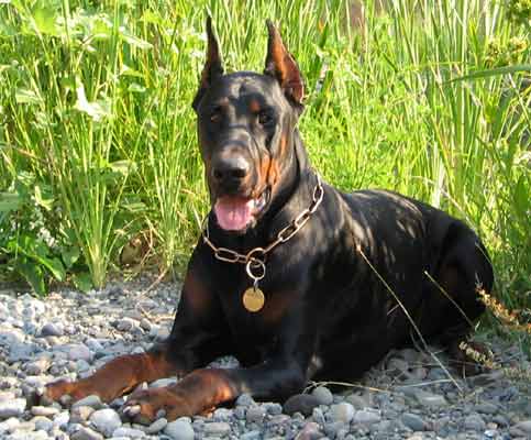 Sierra's Summer Solstice | Black Doberman Pinscher