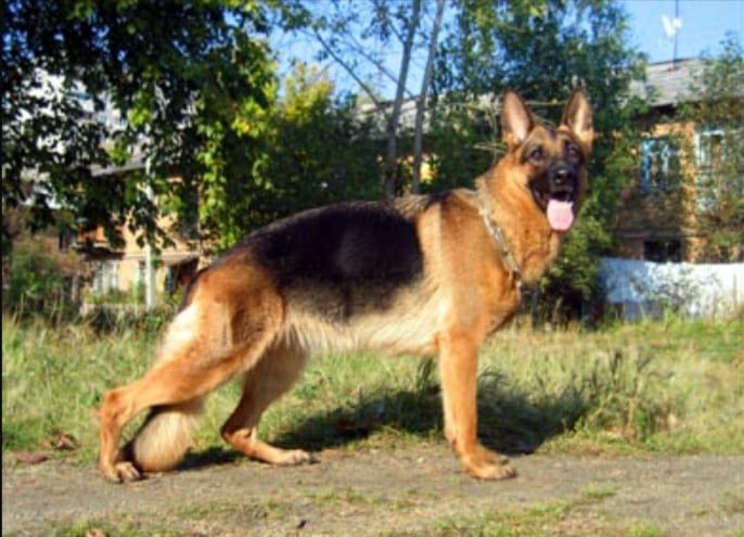 Allemo Haus Mayorka | German Shepherd Dog 