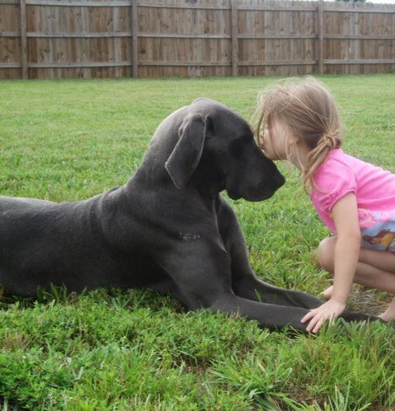 Bluespring's Princess Attie | Great Dane 