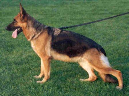 Wikie Blue-Iris | German Shepherd Dog 