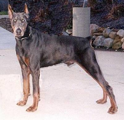 Eric v. Aesculap | Blue Doberman Pinscher