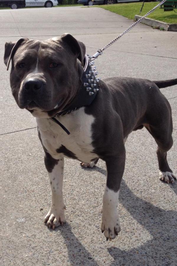 Bruteforce Soldier | American Staffordshire Terrier 