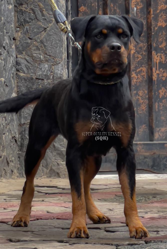 FLAME VOM  SQK | Rottweiler 