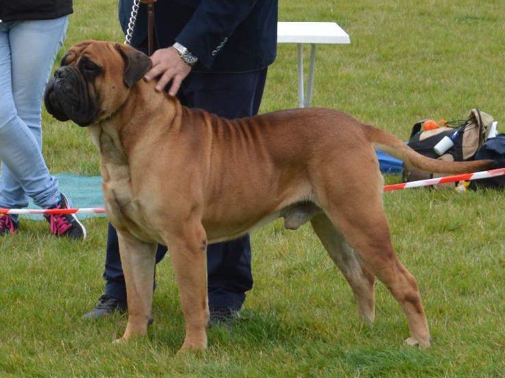 UNQAS Ha-Szani Vendy | Bullmastiff 