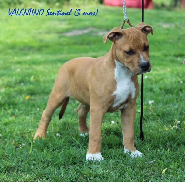 VALENTINO Sentinel | American Staffordshire Terrier 