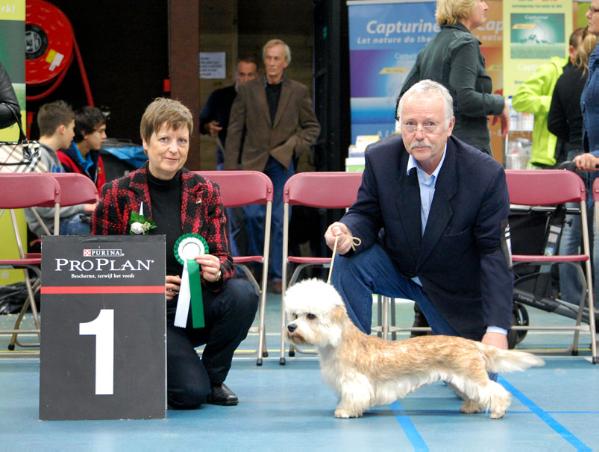 German Dandies' Rebecca | Dandie Dinmont Terrier 