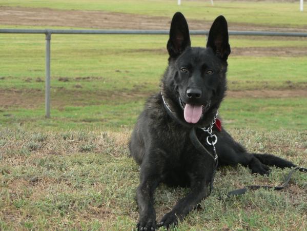 Boy Van Kamphuis | Dutch Shepherd 