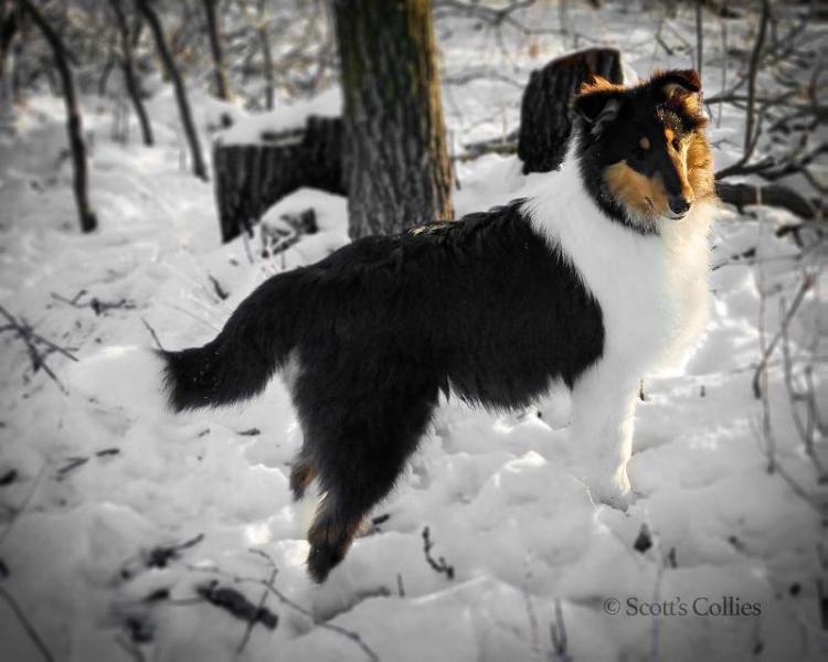 Pebblecreek's Crown Prince | Rough Collie 