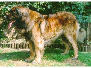 Attila v. Roten Schopf | Leonberger 