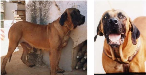 INFANTE DE JAWA | Fila Brasileiro 
