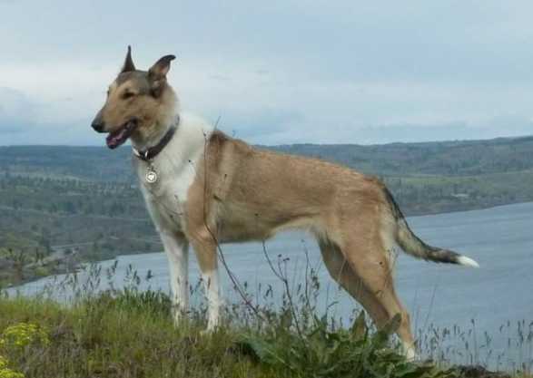 Sugar Honey Honey Candy Girl | Smooth Collie 