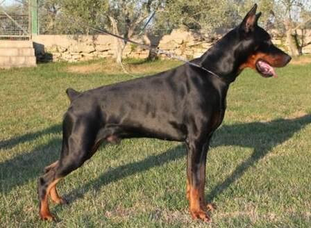 Russel del Canale di Pirro | Black Doberman Pinscher