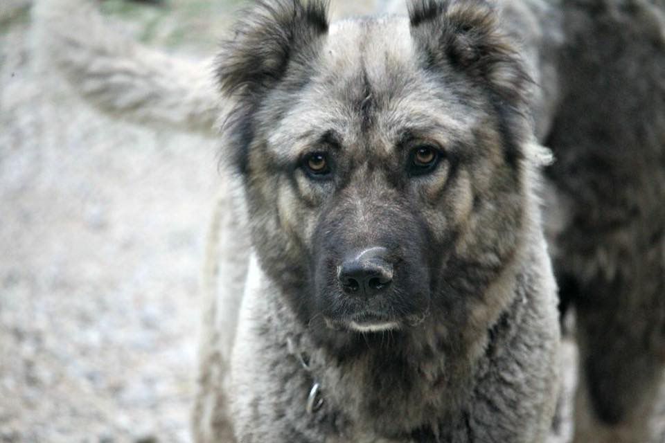 Solvieg Tor Heart | Caucasian Mountain Dog 