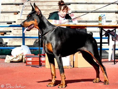 Enigma Emotion Piligrimas | Black Doberman Pinscher