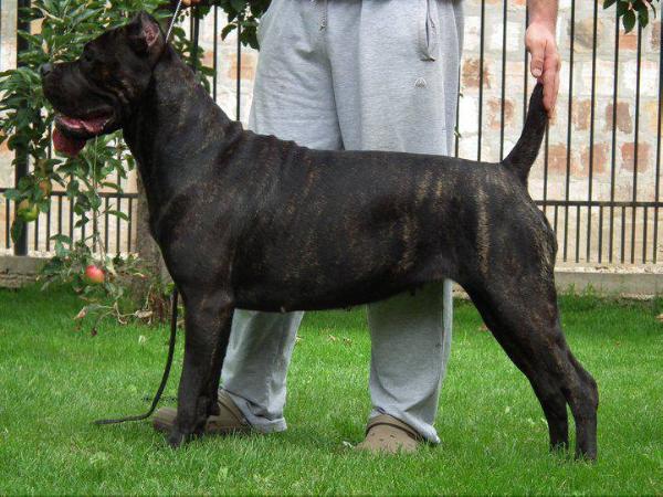 Falicia custodi nos | Cane Corso 